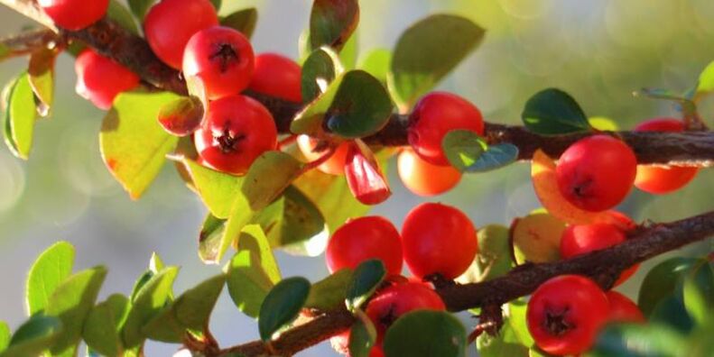hawthorn ដើម្បីបង្កើនថាមពល